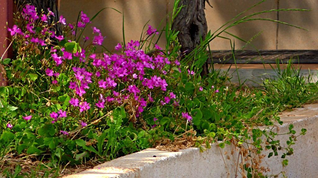 Apartments Garden Monsena Rovinj Exterior photo